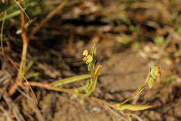 Image de Commelina subulata Roth