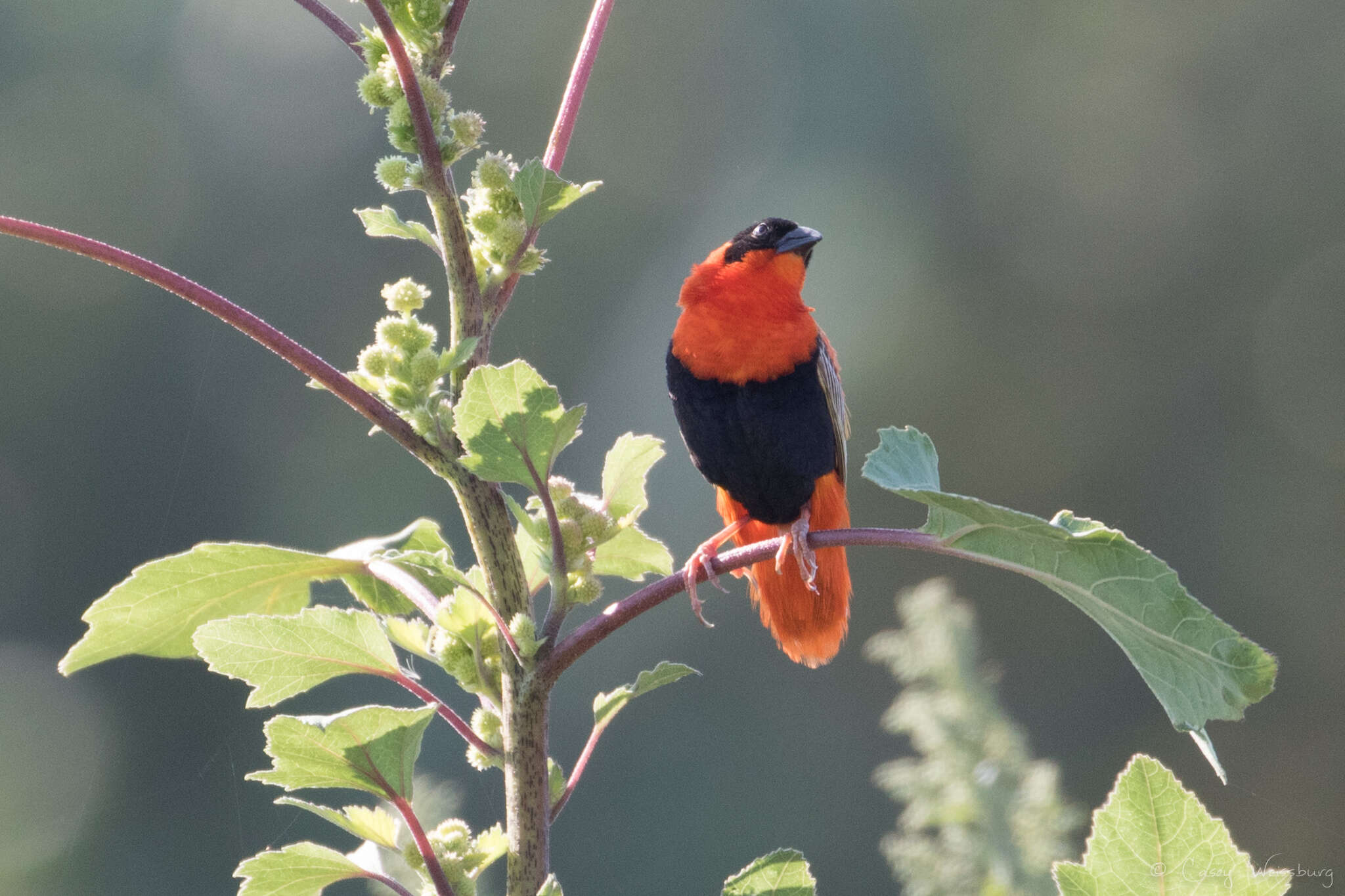 Image of Northern Red Bishop