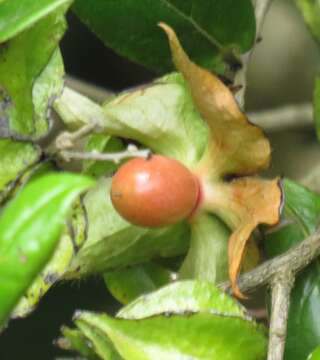 Image of Diospyros scabrida var. scabrida