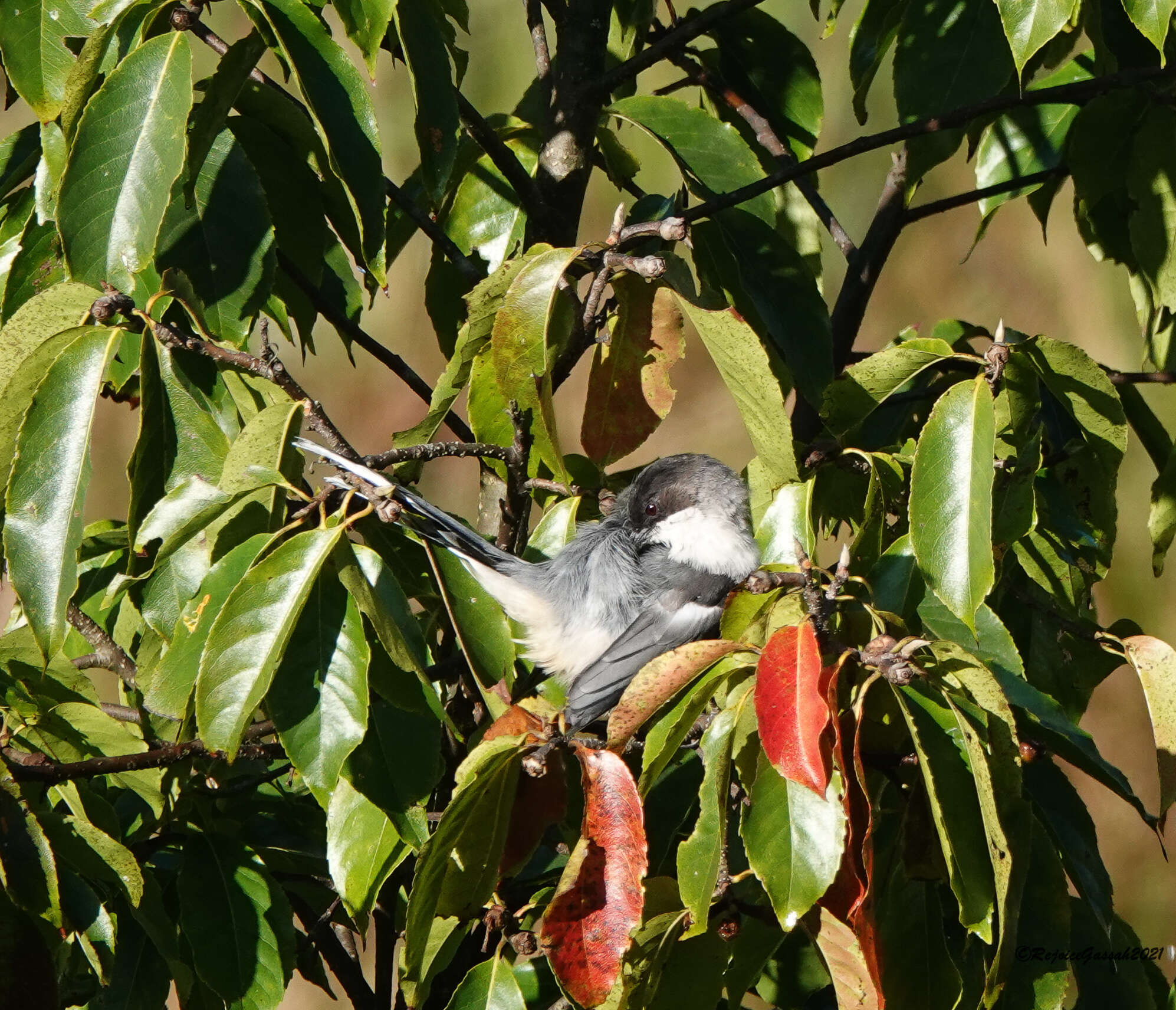 Image of Grey Sibia