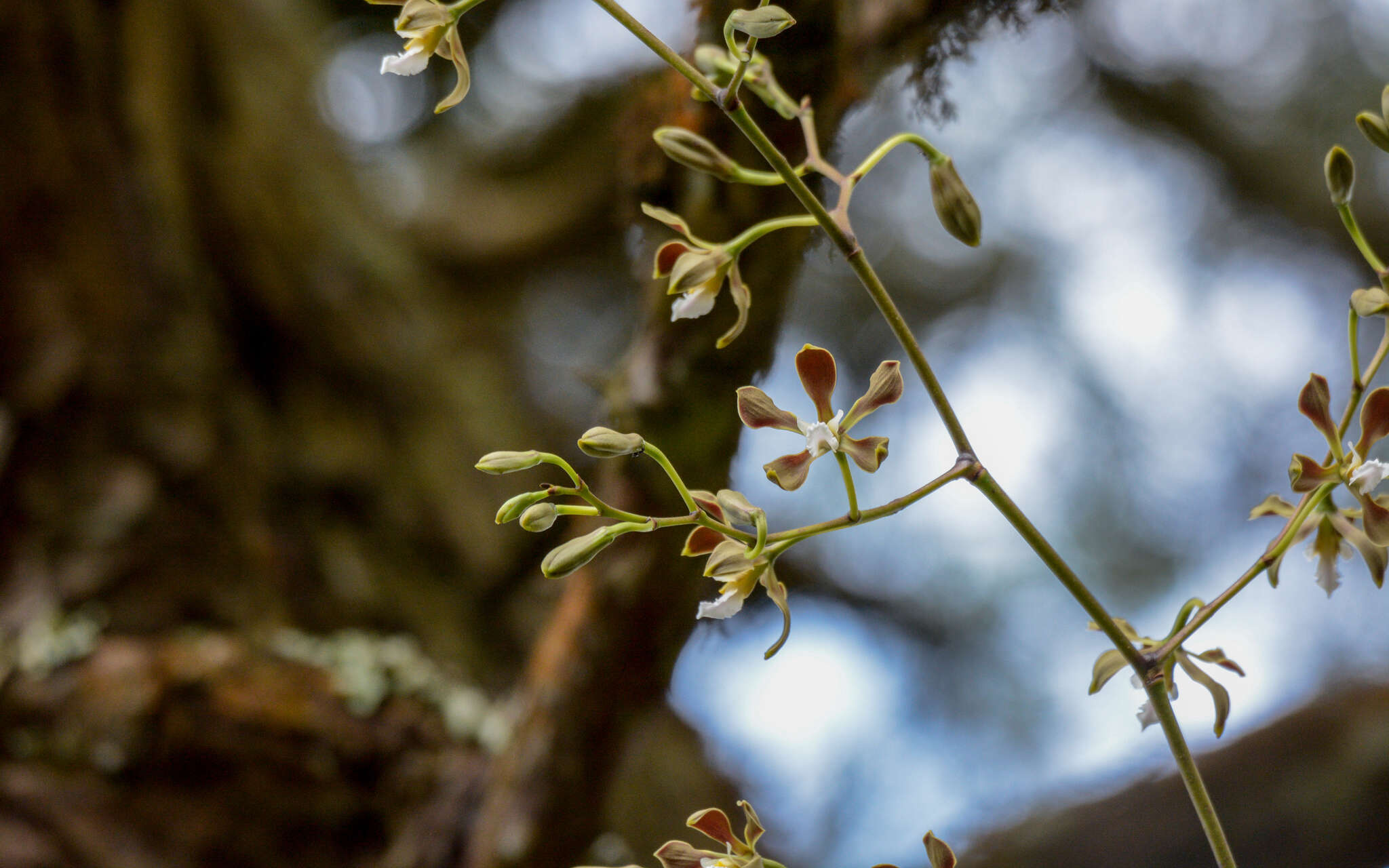 Image of Encyclia selligera (Bateman ex Lindl.) Schltr.