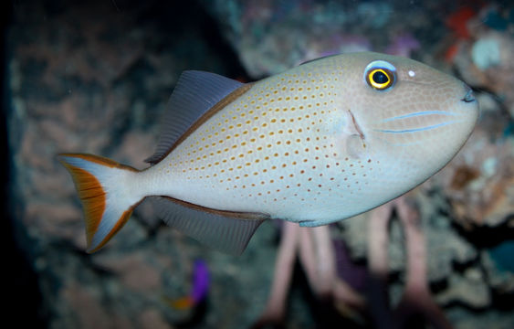 Image of <i>Xanthichthys ringens</i> (Linnaeus 1758)
