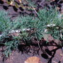 Image of Asparagus spinescens Steud. ex Schult. & Schult. fil.