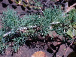 Слика од Asparagus spinescens Steud. ex Schult. & Schult. fil.