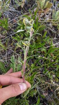 Image of Boreal Sagebrush