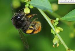 Image of Bombus ignitus Smith 1869