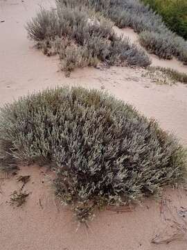 Image of woolly beachheather