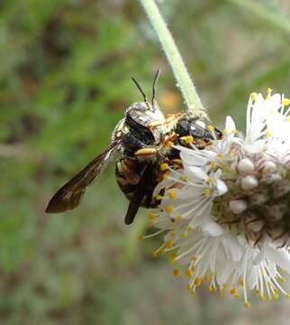 Image de Anthidiellum notatum gilense (Cockerell 1897)