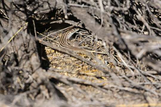 Image of Plateau Striped Whiptail