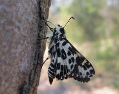 Hesperilla ornata Leech 1815 resmi