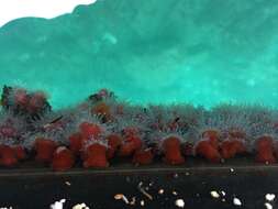 Image of Strawberry anemones