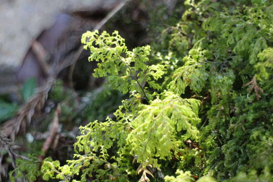 Image of Hymenophyllum paniculiflorum Presl