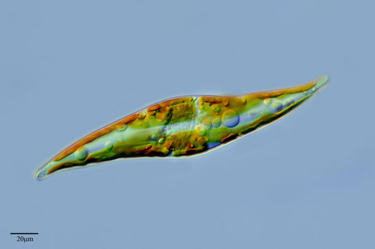 Image of <i>Pleurosigma angulatum</i> (Queckett) W. Smith 1852