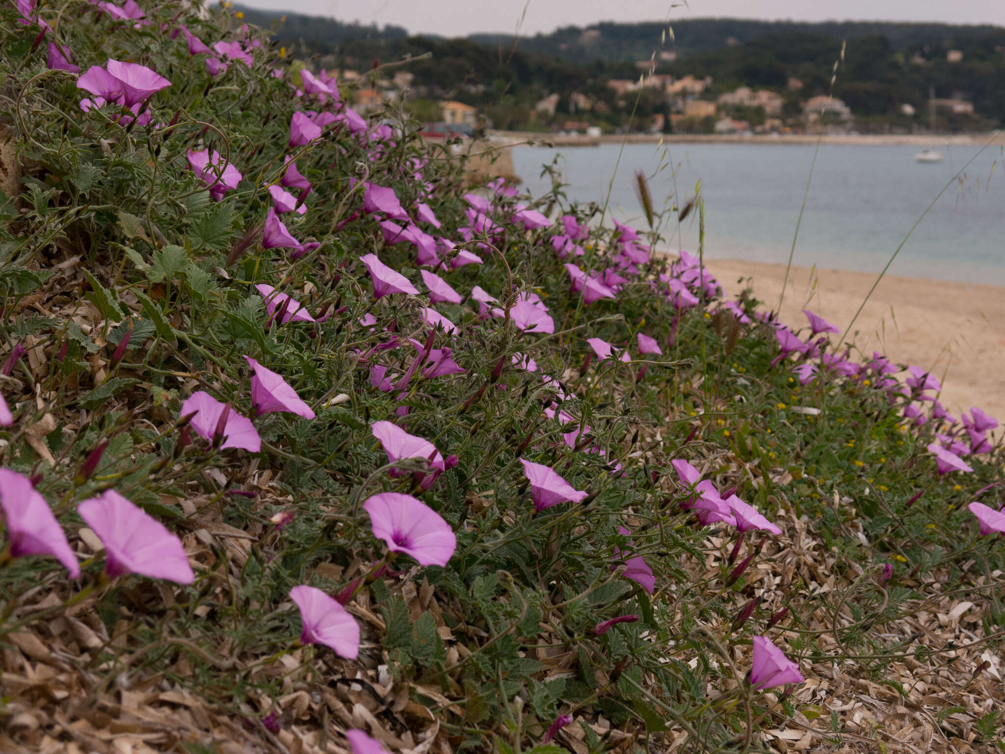 Image of mallow bindweed