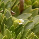Sivun Viola bangii Rusby kuva