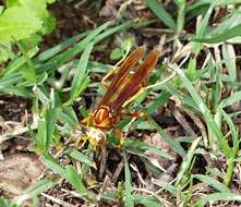 Image of Polistes cavapyta de Saussure 1853