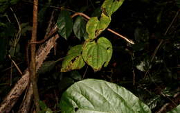 Image of Twig snake