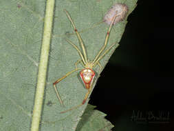 Image of Spintharus flavidus Hentz 1850