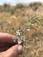 Image of California dwarf-flax