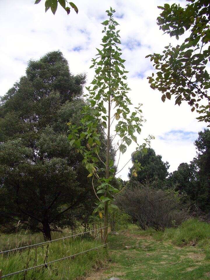 Image of Smallanthus pyramidalis (Triana) H. Rob.