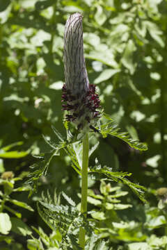 Image of Pedicularis atropurpurea Nordm.