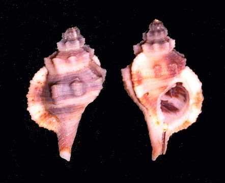 Image of <i>Cymatium comptum</i> (A. Adams 1854)