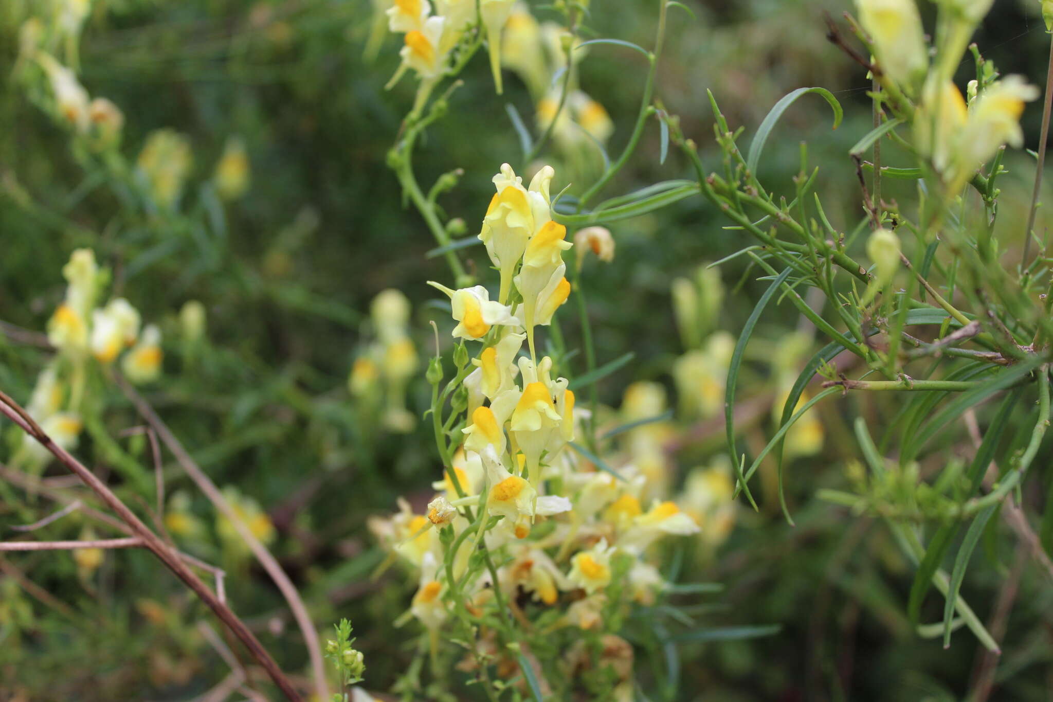 Image of Common Toadflax