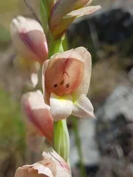 Plancia ëd Gladiolus sericeovillosus subsp. calvatus (Baker) Goldblatt