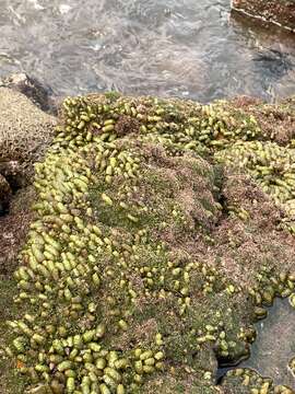 Image of warty sea mat