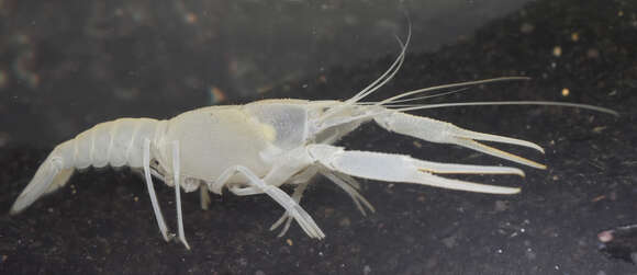 Image of Procambarus pallidus (Hobbs 1940)