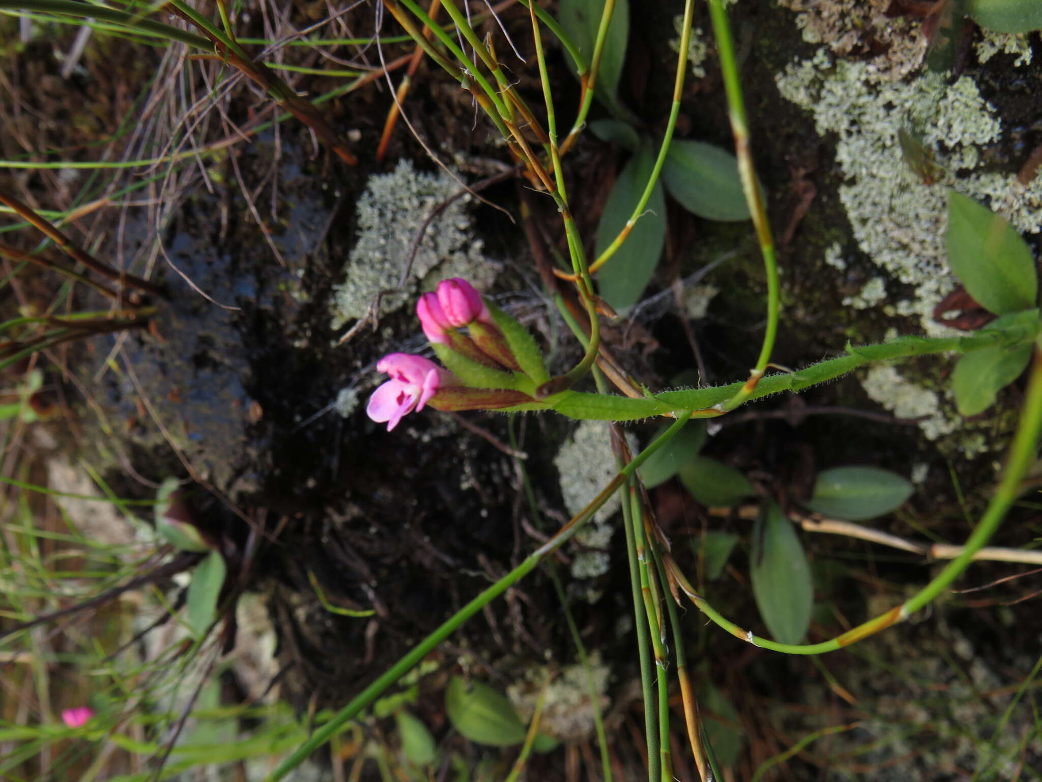 Disa glandulosa Burch. ex Lindl. resmi