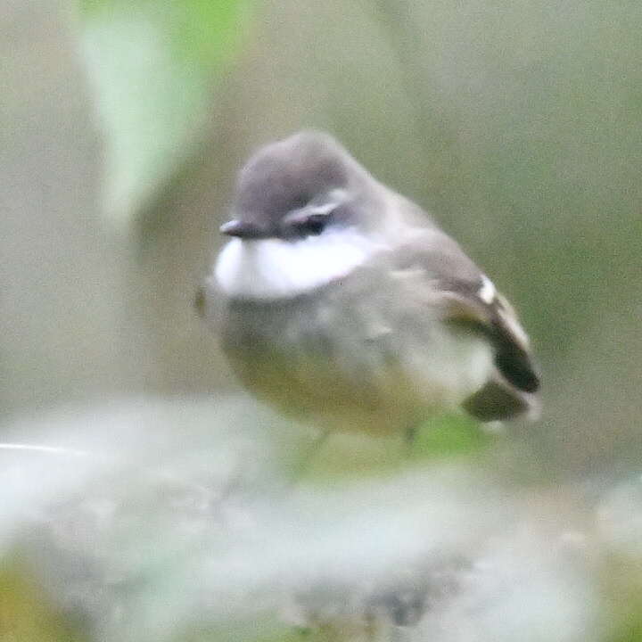 Image of White-throated Tyrannulet