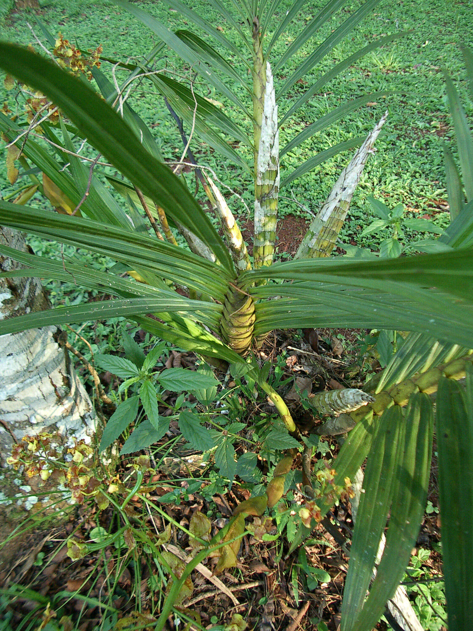 Imagem de Cyrtopodium palmifrons Rchb. fil. & Warm.
