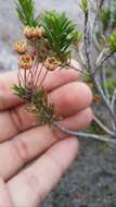 Image of pink mountainheath