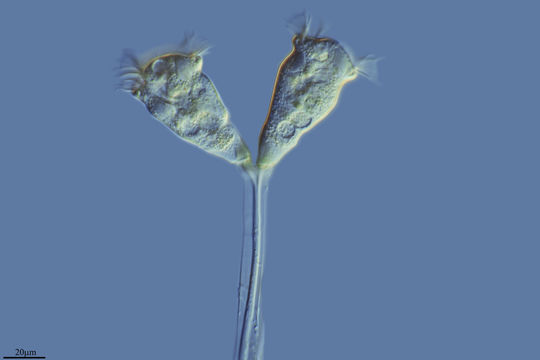 Image of <i>Zoothamnium adamsi</i> Stokes 1885