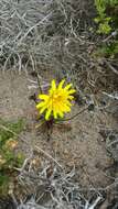 Image of woolly goat chicory