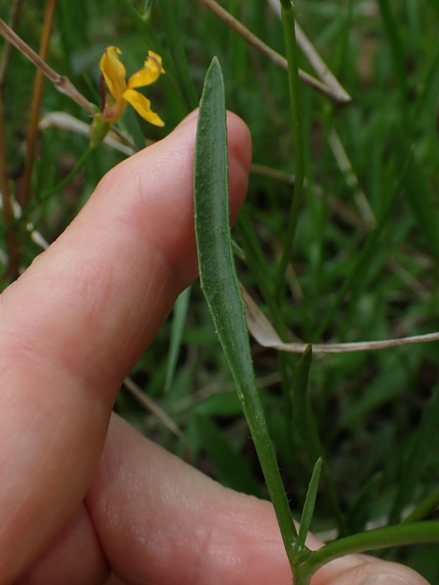 Image de Goodenia paniculata Sm.