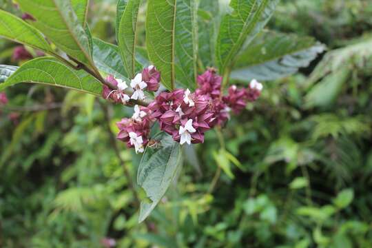 Image of Clerodendrum fortunatum L.