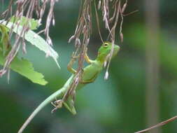 Image of Common green forest lizard