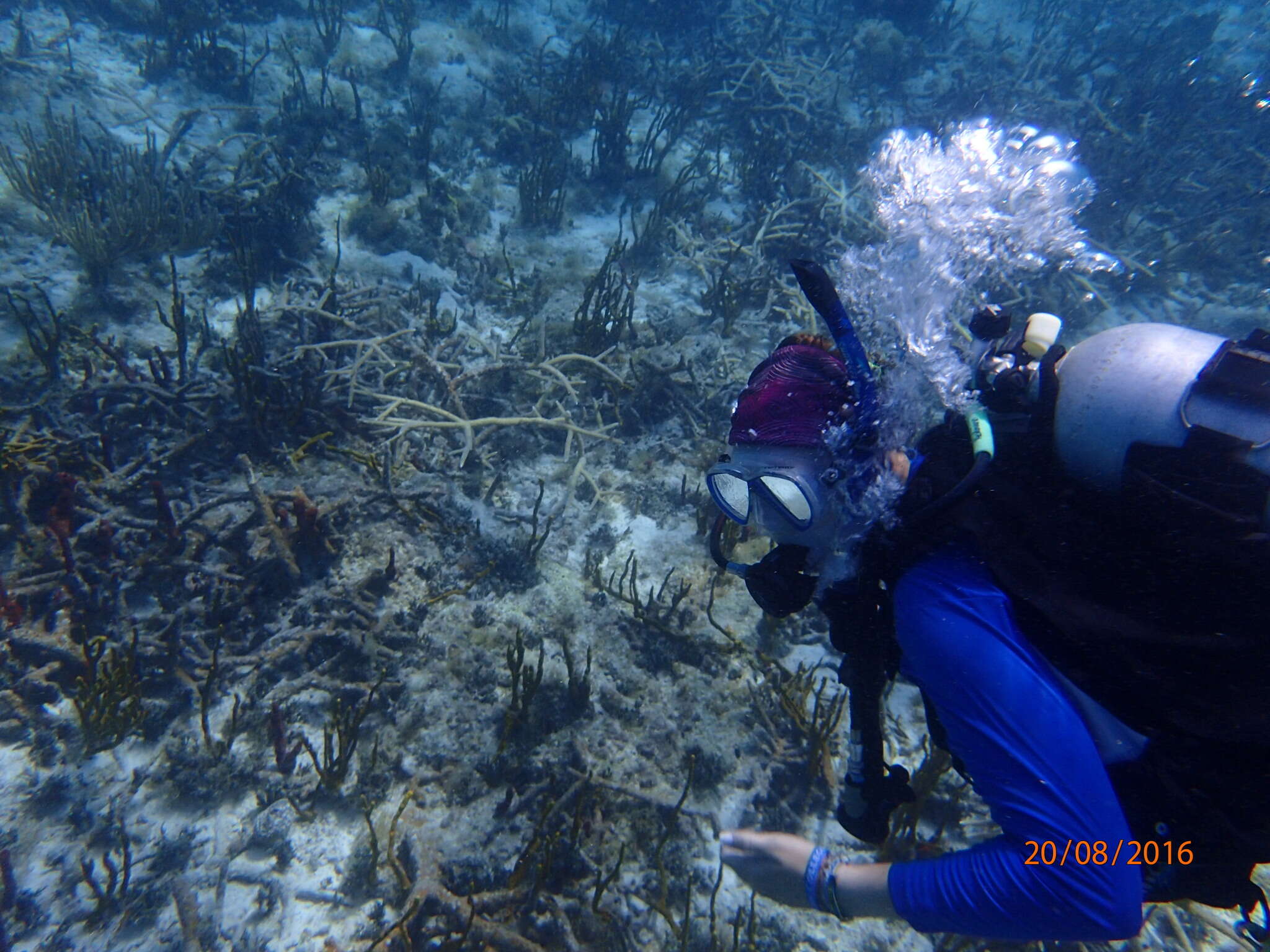 Image of Staghorn Coral