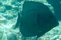 Image of Black Surgeonfish