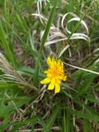 Image of prairie false dandelion