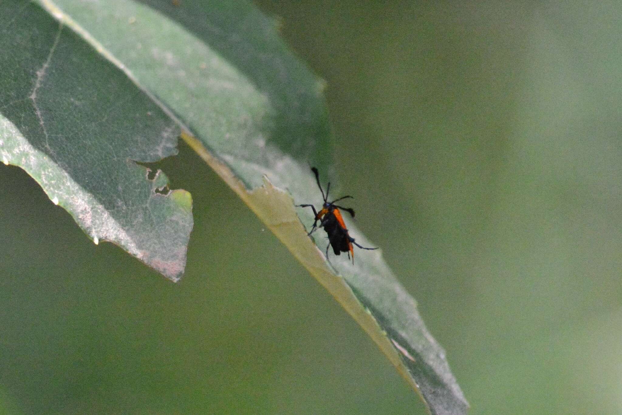 Слика од Snellenia lineata Walker 1856