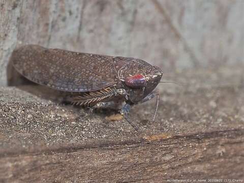 Image of Paraphlepsius (Gamarex) brunneus De Long 1916