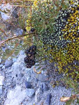 Image of Coriaria angustissima Hook. fil.