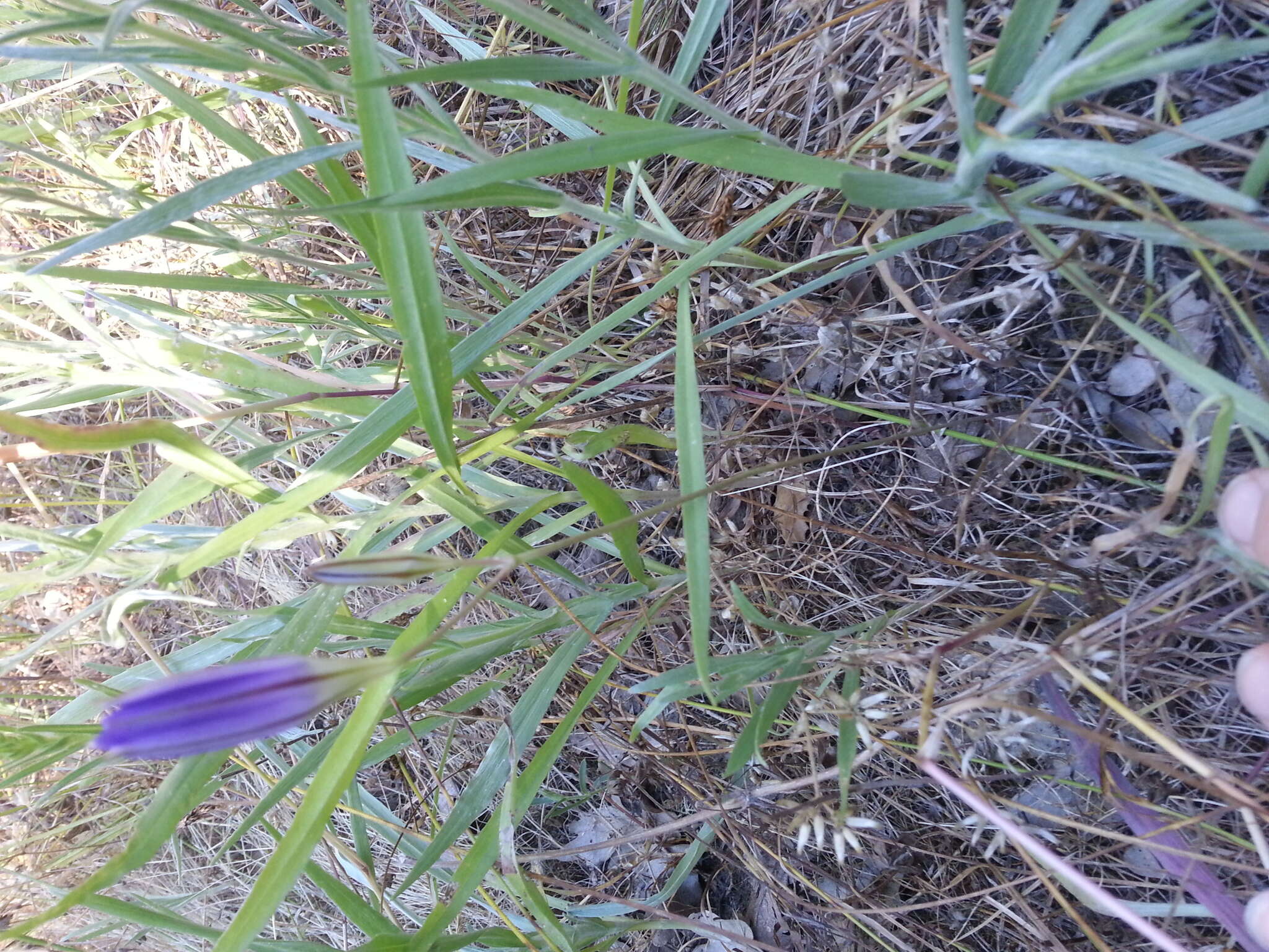 Image of harvest brodiaea