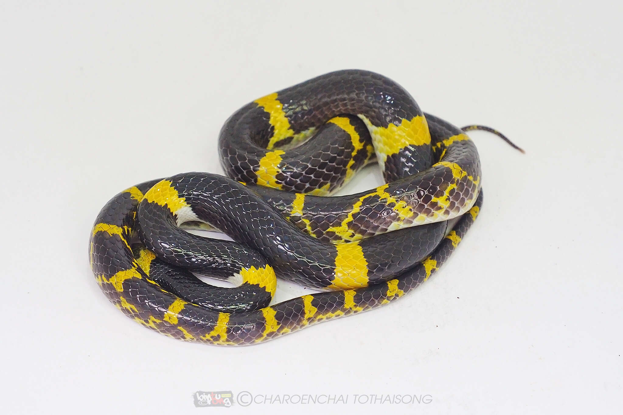 Image of Laos Wolf Snake