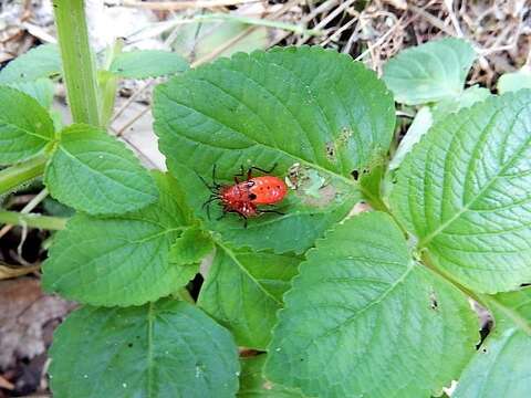 Image of <i>Antilochus coquebertii</i>