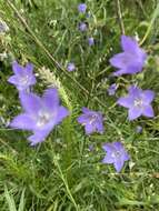 Image of Campanula intercedens Witasek