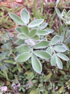 Image of <i>Acmispon argophyllus</i> var. <i>argenteus</i>